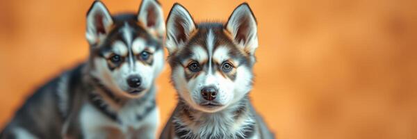 Cute puppies posing against a vibrant orange background showcase their playful nature and charm photo