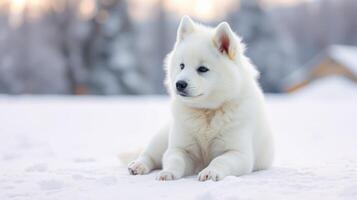 Snowy landscape features a fluffy white puppy resting calmly in winter scenery photo