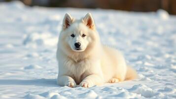 Samoyed dog lounging on snow during a bright winter day in a serene landscape photo