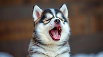 Playful husky puppy yawning while sitting indoors in a cozy setting with a wooden background photo