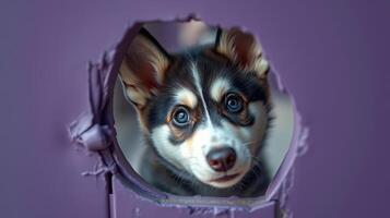 Curious puppy peeking through a hole in purple wall during daytime photo