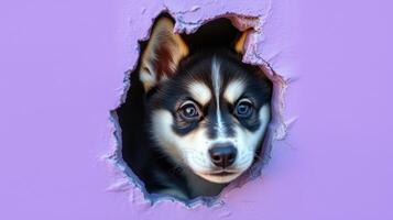 Cute dog peeking through a hole in a purple wall with curious eyes during a sunny day photo