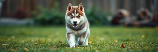 Siberian husky puppy runs across a grassy area with a playful demeanor during a sunny day in a backyard setting photo