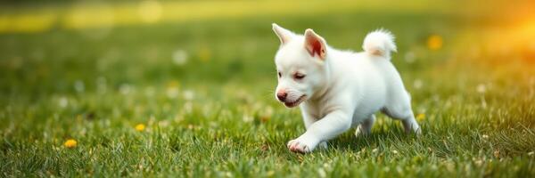 White puppy joyfully running through a sunlit green field filled with small flowers in the early afternoon photo