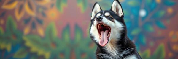Cute black and white dog yawning in front of colorful mural on a sunny day photo
