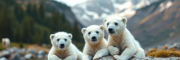 Three playful polar bear cubs lounging on rocks in a mountainous habitat during a sunny day photo