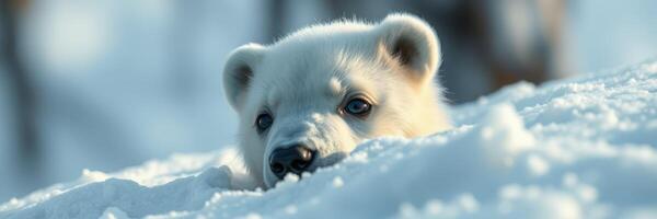 Snow-covered landscape features a curious polar bear cub exploring its natural habitat in winter photo