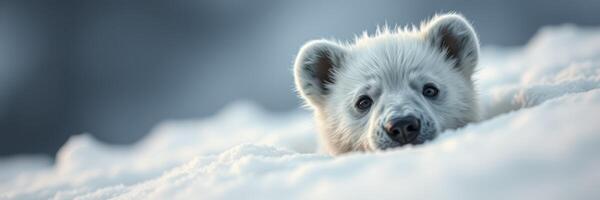 Snow-covered landscape features a curious polar bear cub peeking from behind the snow photo