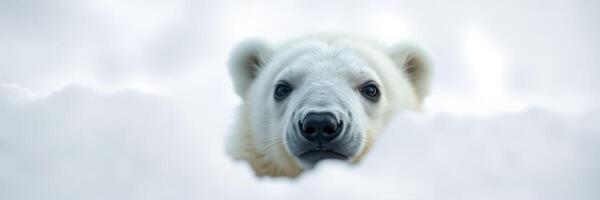 Polar bear peers through snow in a winter landscape during the Arctic chill photo