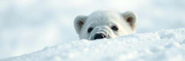Cute polar bear cub peeking from snowy landscape in Arctic region during winter season photo