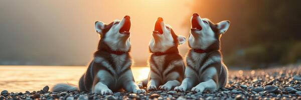 Three huskies howling at sunset on a rocky shoreline near a calm lake surrounded by mountains and trees photo
