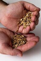 seeds in hands white background photo