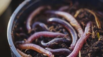 Close-up of earthworms in nutrient-rich compost soil for natural fertilization in gardening photo