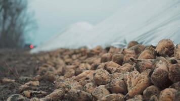 Pile of harvested sugar beets on a farm field, Close-up of a large pile of freshly harvested sugar beets in a rural field. video