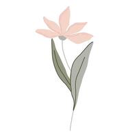 Hand drawn botanical flower with leaves in pastel tones. Minimalist style with fine lines and soft colors. Elegant and delicate look. Suitable for branding, textiles, packaging, decor, greeting cards vector