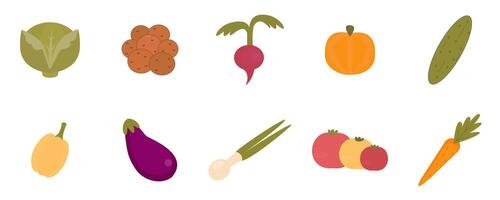 illustration of various vegetables, including lettuce, potatoes, radish, pumpkin, cucumber, and more. vector