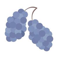 illustration of a bunch of grapes, symbolizing fresh, juicy fruit with a simple design. vector