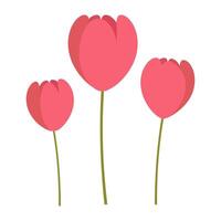 illustration of three blooming pink tulips, perfect for floral, nature, and spring-themed projects. vector