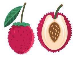 Fresh Lychees Fruits on Branch vector