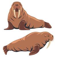 Walrus Animals in Different Poses vector