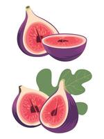 Whole and Sliced Fig Fruit with Thin Skin and Small Seeds vector