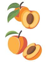 Flat Set of Apricot Icons Juicy Summer Fruit Branch with Flowers vector
