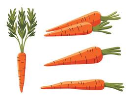 Whole and Sliced Carrot on White Background vector