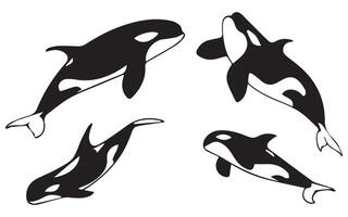 Orca Whale Silhouette in Various vector