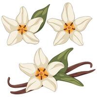 Vanilla Bean Aromatic Additive Concept for Design vector