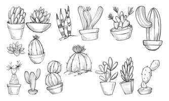 Handdrawn Cactus Collection vector
