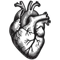 Detailed Human Heart Silhouette Art for Medical Designs vector