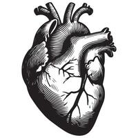Realistic Heart Illustration Anatomical Organ Medical Design vector