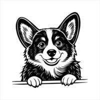 Welsh Corgi Dog vector