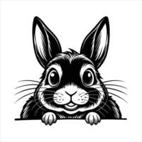 Netherland Dwarf Rabbit vector