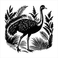 A cassowary bird walking vector