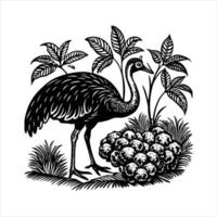 Cassowary cartoon isolated on white backgroun vector