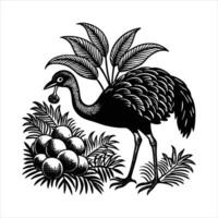Unveiling the Cassowary Nature vector