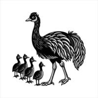 Two cassowaries birds in forest vector