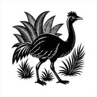 Cassowary with a white background vector