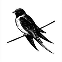 Swallow Delicately Perched vector