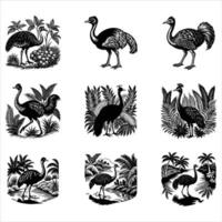 Cassowaries Flightless Bird Standing vector