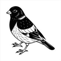 Darkeyed Junco in Flight vector