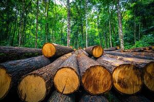 Sustainable resource management rainforest with deforestation impact. image highlights importance of ESG commitment and photo