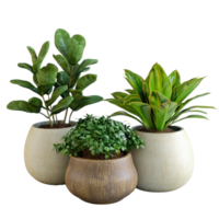 Three potted plants with green leaves in decorative pots png