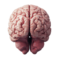 Human Brain Anatomy Detailed View Superior Perspective png