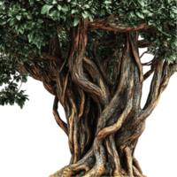 Large Ancient Banyan Tree with Aerial Roots png