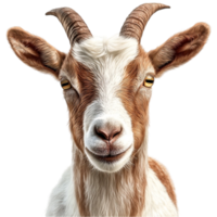 Goat Face Close-Up with Curious Expression png