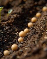 seed sprouting in fertile soil symbolizes growth and renewal photo