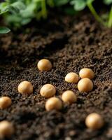 seed sprouting in fertile soil, symbolizing growth and renewal photo