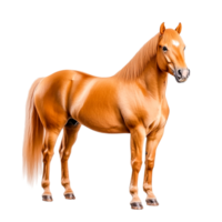 Majestic Golden Horse with Flowing Mane Standing in Natural Pose png